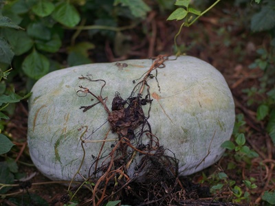 Winter melon (Ash gourd)