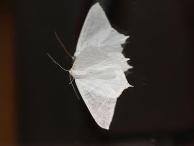 Winter moth