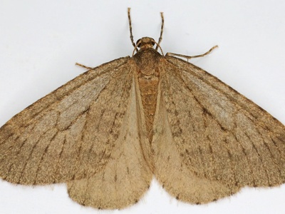 Winter moth