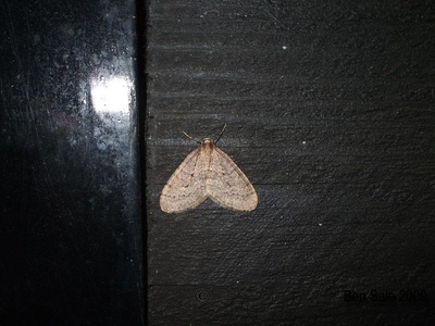 Winter Moth