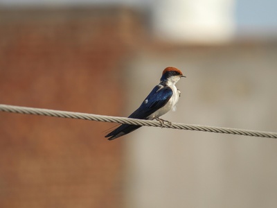 Wire-tailed Swallow