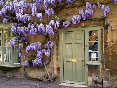 Wisteria