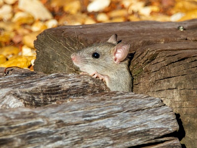 Wood mouse (myš polní)