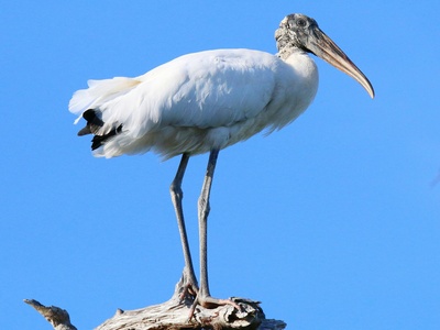 Wood Stork