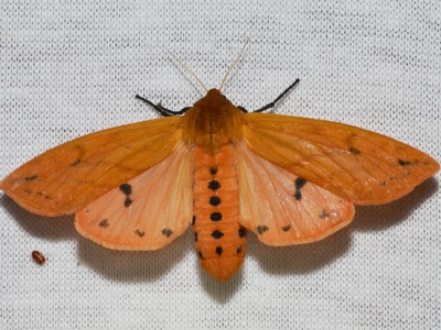 Woolly Bear Caterpillar