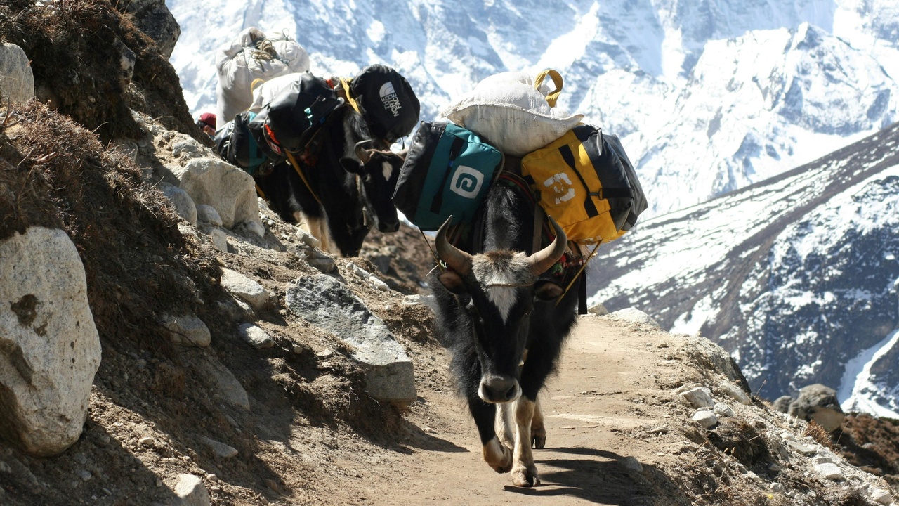 A mule carrying a pack in the mountains and a vet examining a donkey, illustrating work and care differences