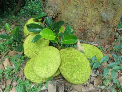 Yaca (jackfruit)