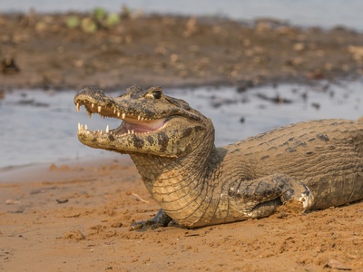 Yacare caiman