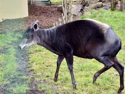 Yellow-backed Duiker