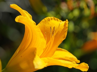 Yellow-banded Daylily
