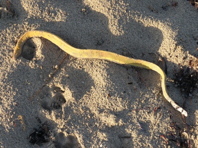 Yellow-bellied sea snake