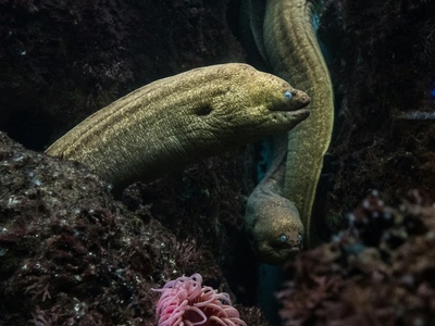 Yellow-bellied sea snake