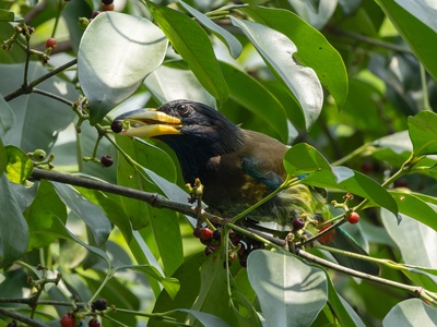 Yellow-billed Barbet