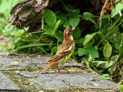 Yellow-breasted Bunting