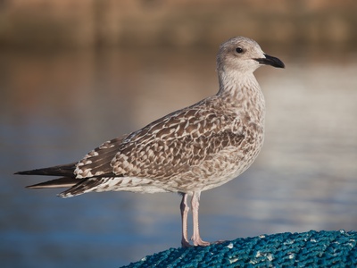 Yellow-legged gull