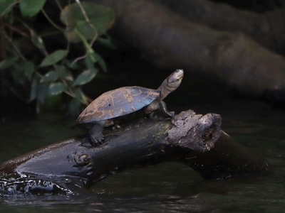 Yellow-spotted river turtle