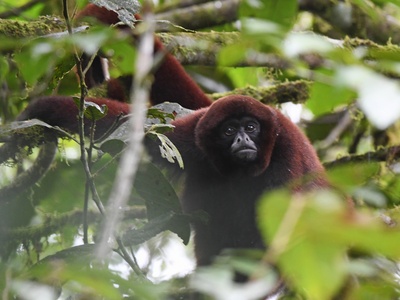 Yellow-tailed woolly monkey