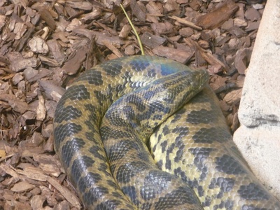 Yellow anaconda