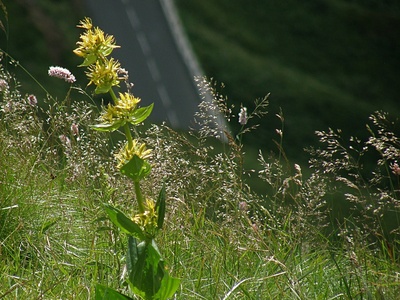 Yellow gentian