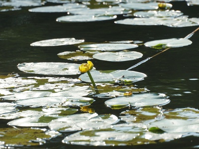 Yellow Water Lily