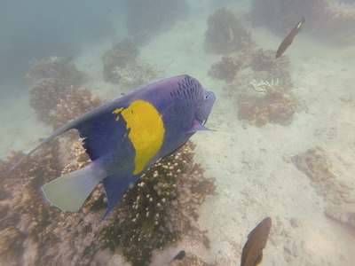 Yellowbar angelfish