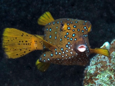 Yellowboxfish