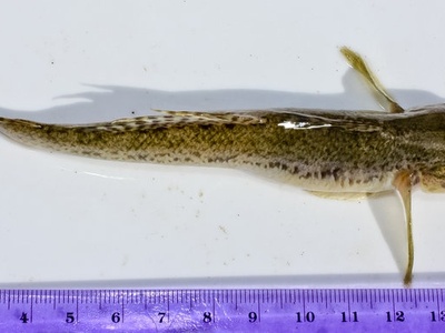 Yellowfin goby