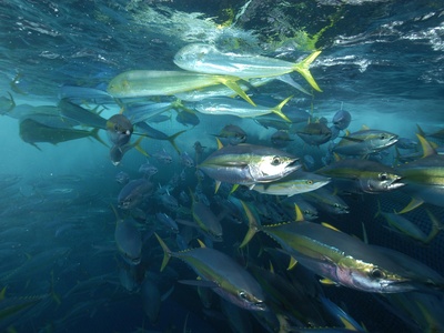 Yellowfin tuna