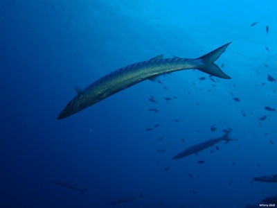 Yellowmouth barracuda