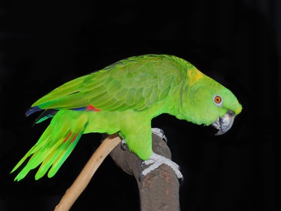 Yellow‑naped Amazon