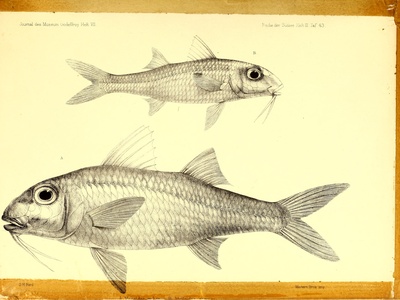 Yellowstripe goatfish