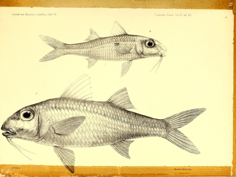 The Complete List of Fish of Israel - Flora Fauna Fun