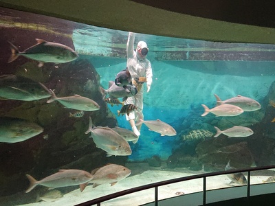 Yellowtail (Japanese amberjack)