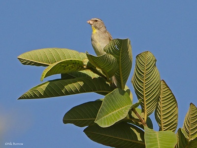 Yellow‑throated seedeater