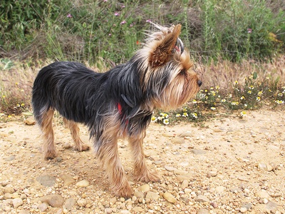 Yorkshire Terrier