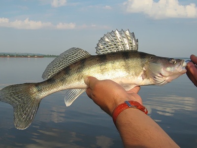 Zander (pikeperch)