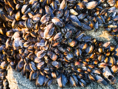 Zebra mussel