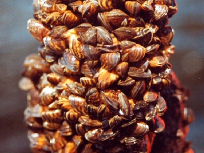 Zebra mussel