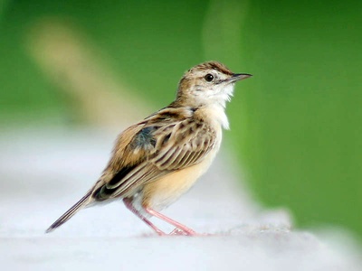 Zitting Cisticola