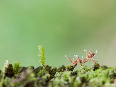 Zombie-ant fungus