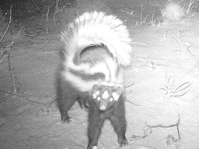 Zorilla (Striped Polecat)