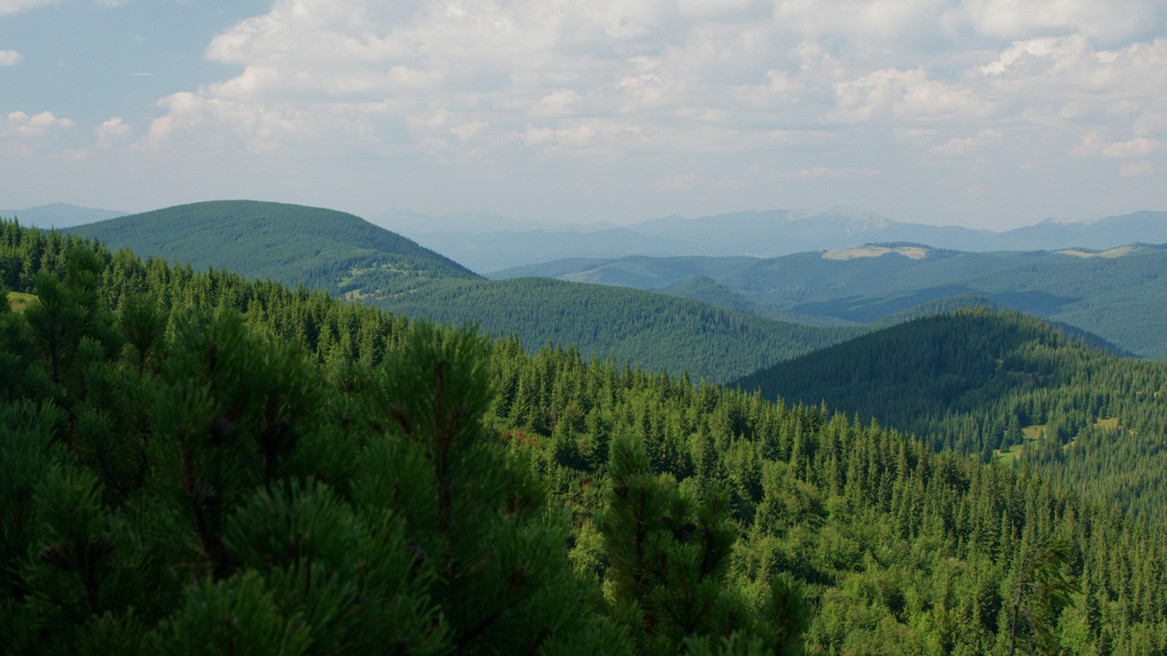 Mixed Carpathian forest showing typical habitat for lynx and bear