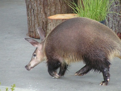 Aardvark