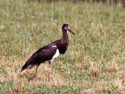 Abdim's stork