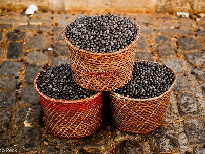 Açaí (common)