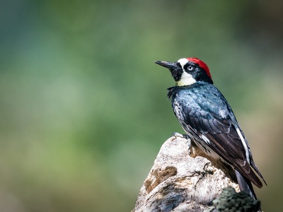 Acorn Woodpecker