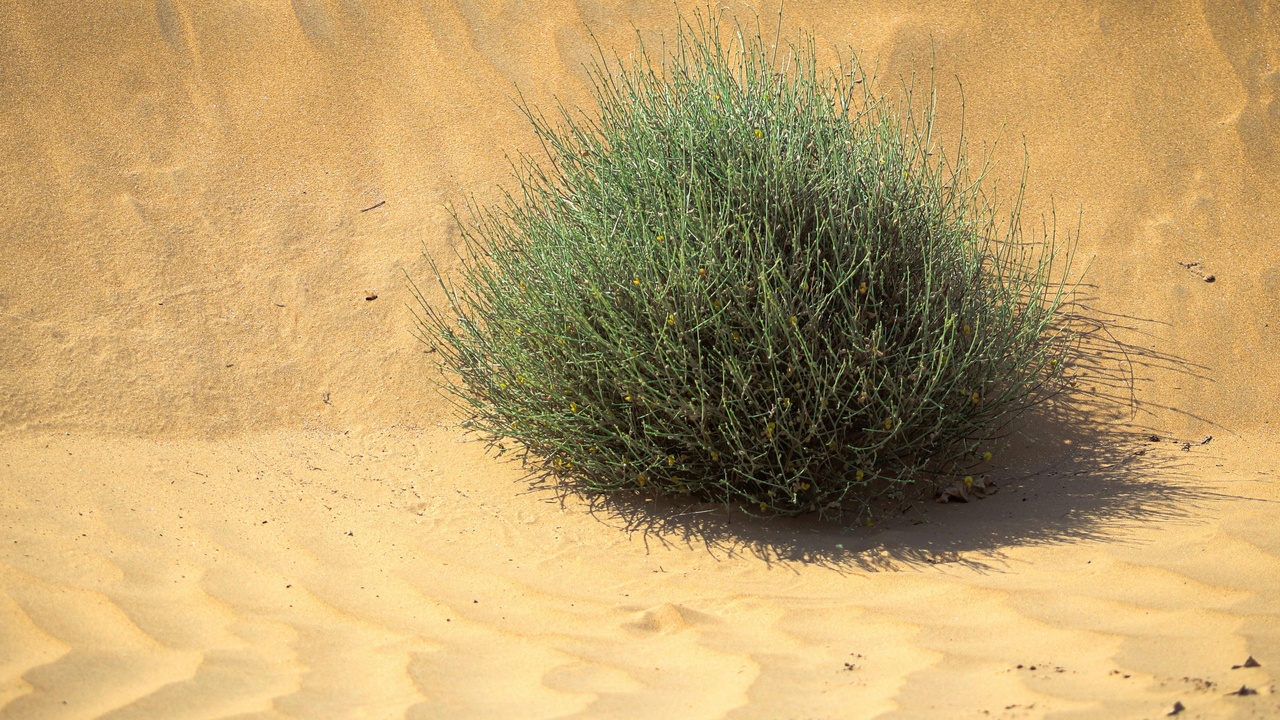 Desert shrubs and sand-stabilizing vegetation in Kuwait