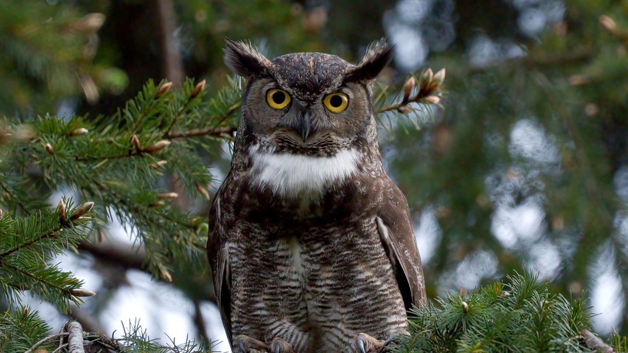 Weasel peering from burrow entrance