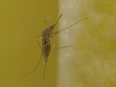 Aedes aegypti (yellow fever mosquito)