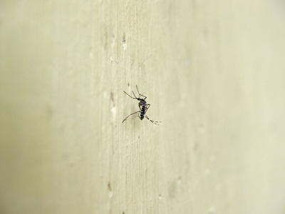 Aedes albopictus (Asian tiger mosquito)